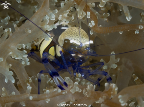 A Peacock -tail Anemone shrimp