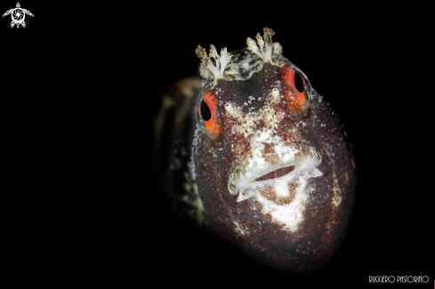 A Blennius ocellaris | Blenny