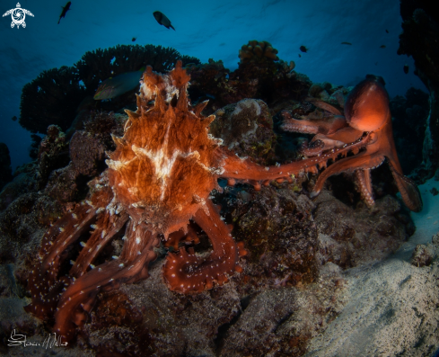 A Octopi