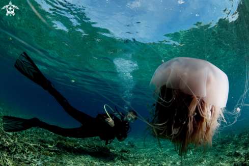 A Jellyfish with a diver