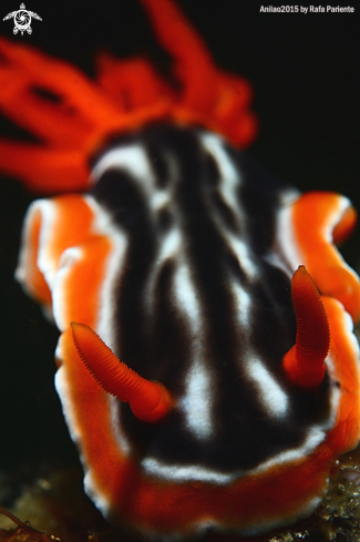 A Nudi 