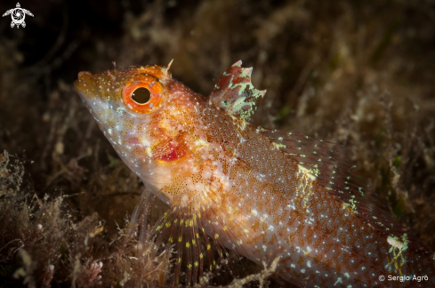 A Parablennius incognitus | Bavosa mediterranea