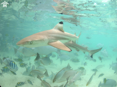 A  Carcharhinus limbatus | Blacktip shark