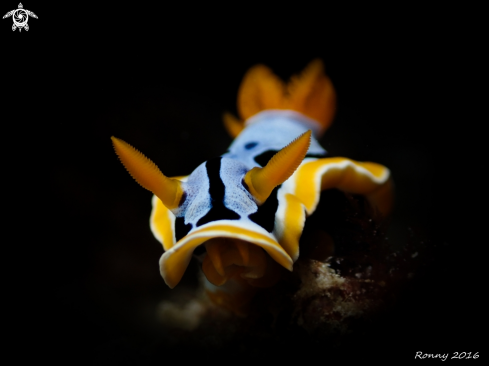 A Chromodoris annae | Chromodoris annae