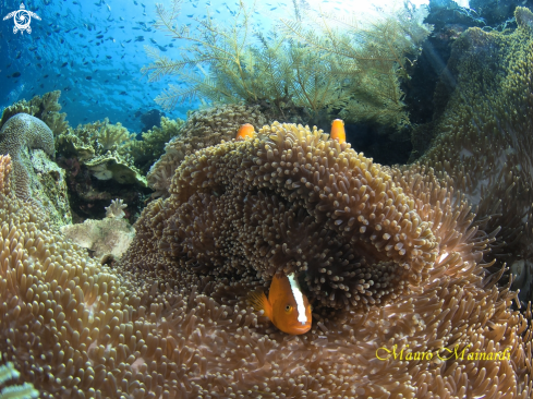 A Clown fish