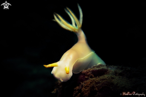 A Nudibranch