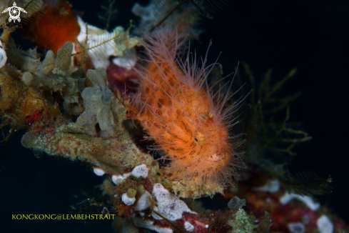 A Frogfish