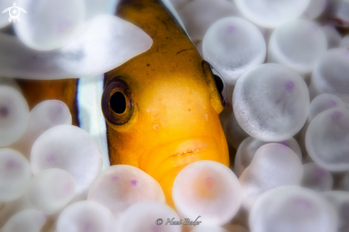 A Anemonefish