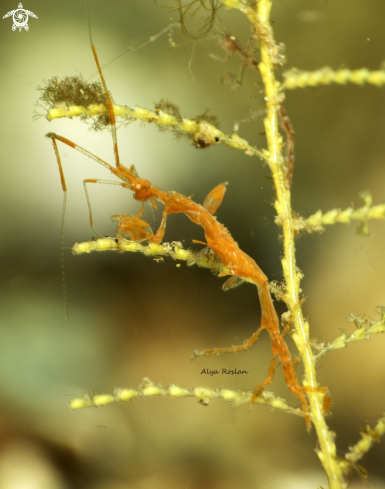 A Caprella Sp. | Skeleton Shrimp 