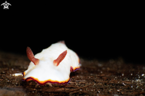 A Goniobranchus  Preciosus | Chromodorididae