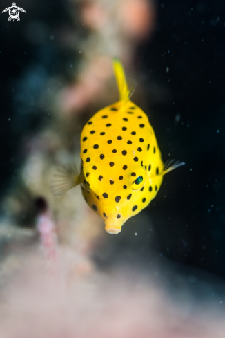 A Yellow boxfish 