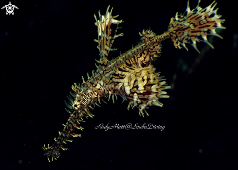 A Ghost pipe fish