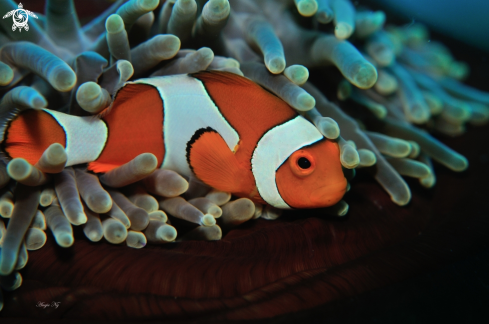 A Anemonefish