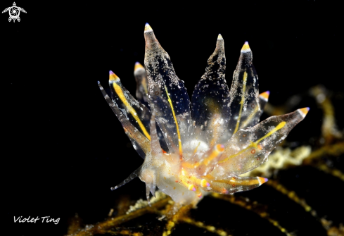 A Nudibranch