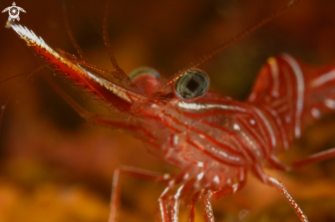 A Hinged Beak Shrimp