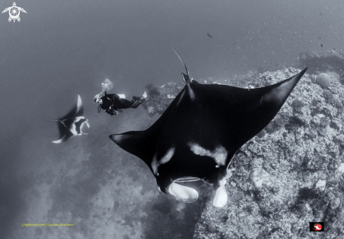 A Manta birostris | Manta birostris