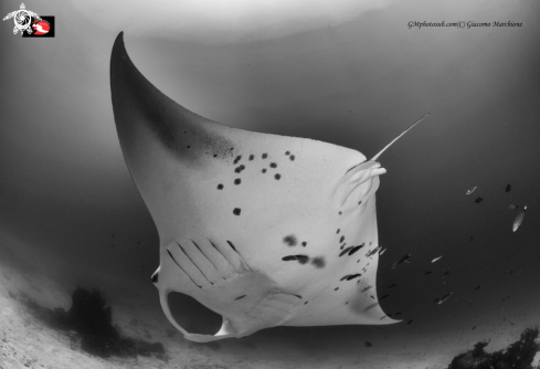 A Manta birostris