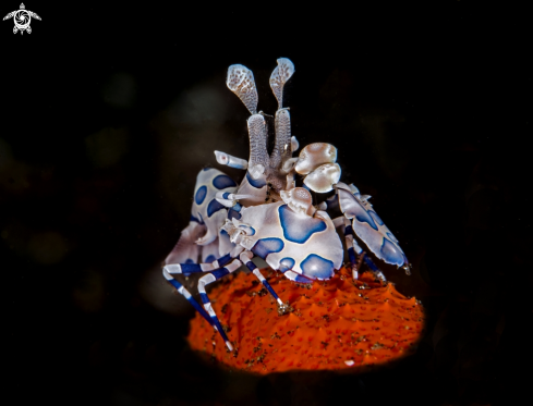 A Arlequin shrimp