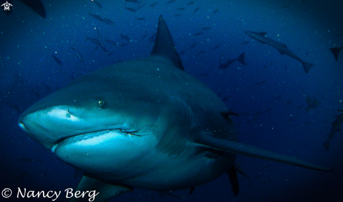 A Carcharhinus leucas | Bull Shark