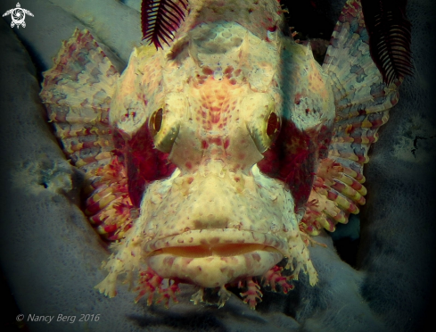 A Scorpionfish 