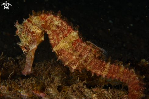 A Thorny Seahorse