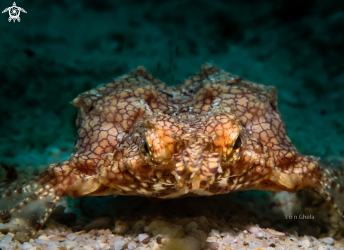 A Eurypegasus draconis  | Dragon Sea Moth