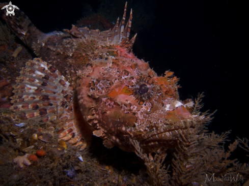 A Scorpion Fish