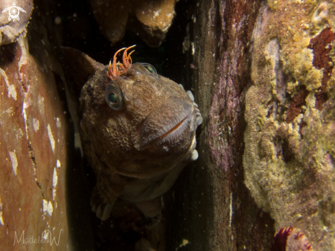 A Parablennius intermedius | Horned Blenny