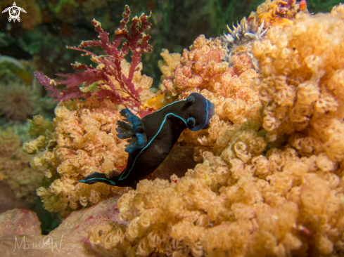 A Tambja capensis | Black Nudibranch