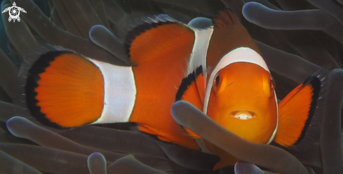 A Amphiprion Ocellaris  | Isotopic Parasite