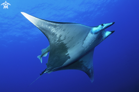 A Mobula tarapacana | mobula