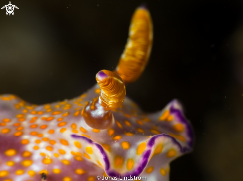 A Chromodoris Annulata