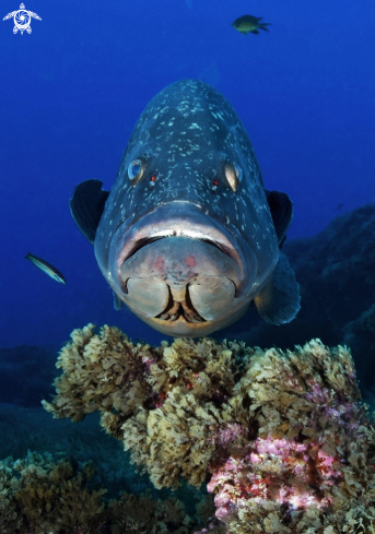 A Grouper