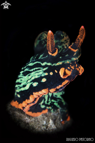 A Nembrotha kubaryana | Nudibranch