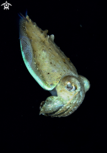 A Cuttlefish