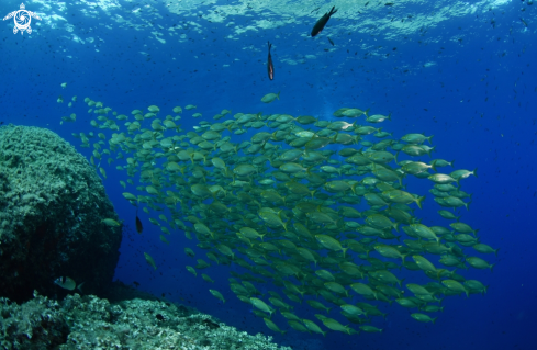 A Sarpa salpa | mediterranean environment