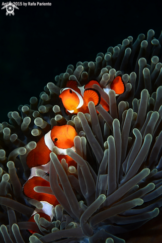 A Amphiprion ocellaris | Lovers