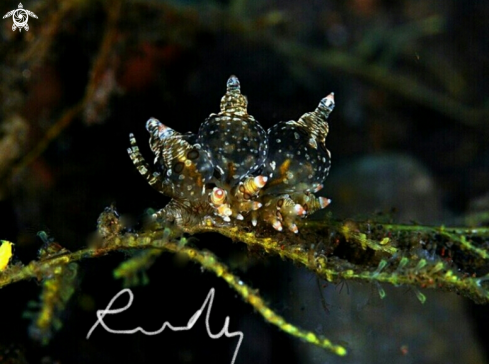 A Eubranchus ocellatus | Eubranchus 