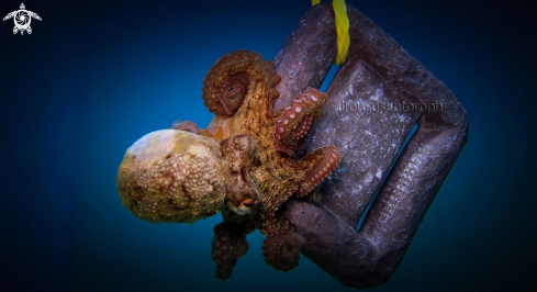 A octopus