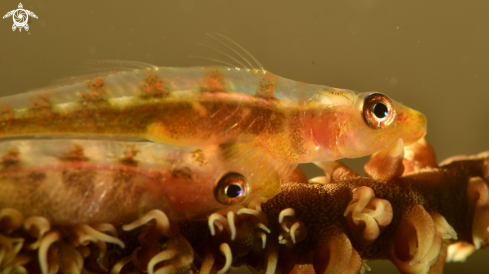 A Whip coral goby