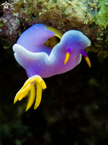 A Pink dorid nudibranch