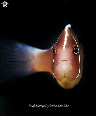A Amphiprion perideraion | Clown Fish
