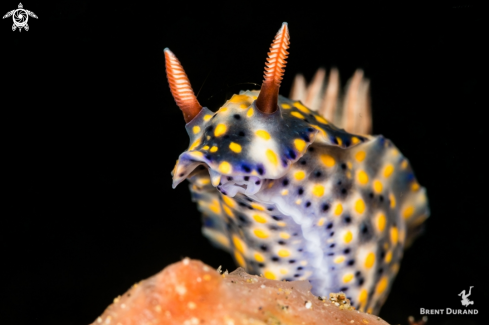 Nudibranch