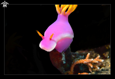 A nudibranch