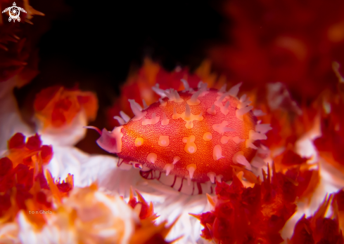 A Primuvola bimaculata | Cowry