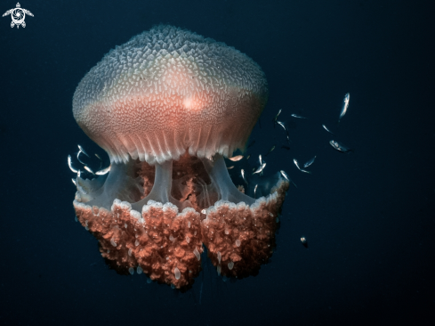 A Jellyfish