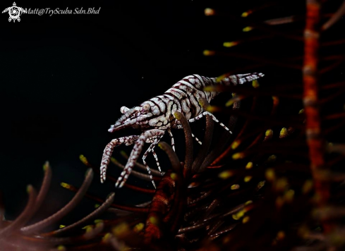A Feather star shrimp