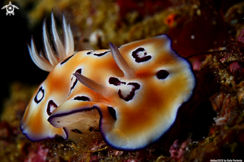 A Chromodoris