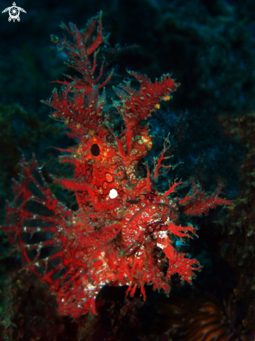 A Rhinopias frondosa | Weedy Scorpionfish