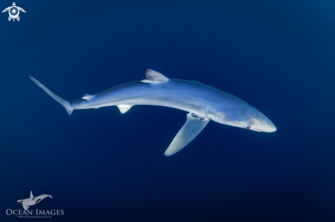 A Blue Shark